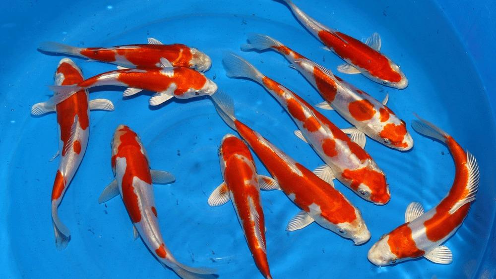 Super Koi Havedamscenter 1