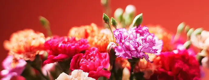 Euroflorist