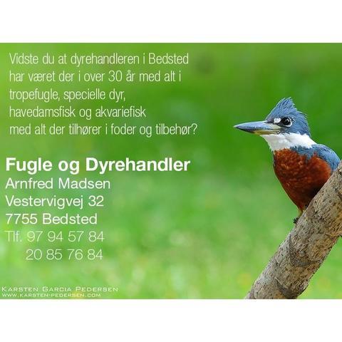 Fugle & Dyrehandler Arnfred M Madsen